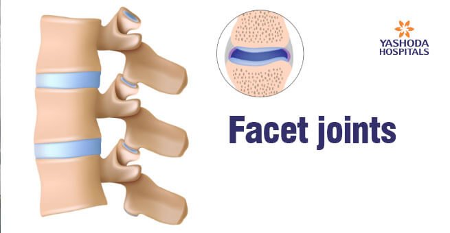 facet-joints facet-joints