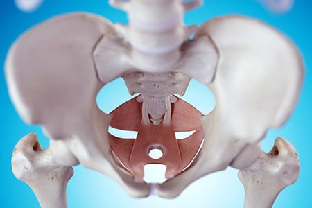 Pelvis, Pelvic Girdle and Pelvic floor Muscles